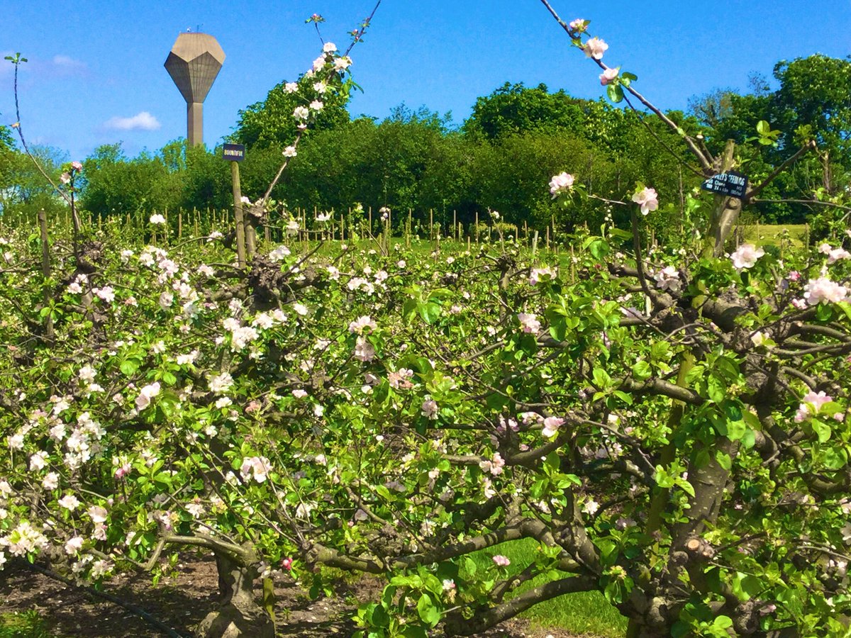 Apple trees in blossom